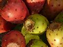 opuncja figowa owoce naturalne suplementy diety