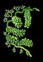 alga spirulina warzywa medycyna naturalna
