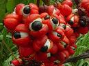 guarana owoce medycyna naturalna